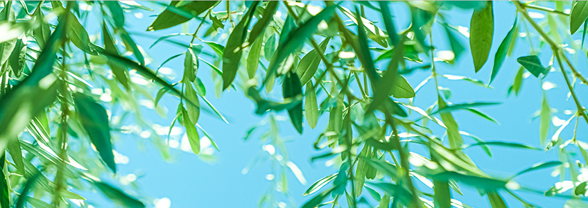O diretor da FUNIBER na Itália está estudando os efeitos fitoquímicos das folhas de oliveira em diversas doenças