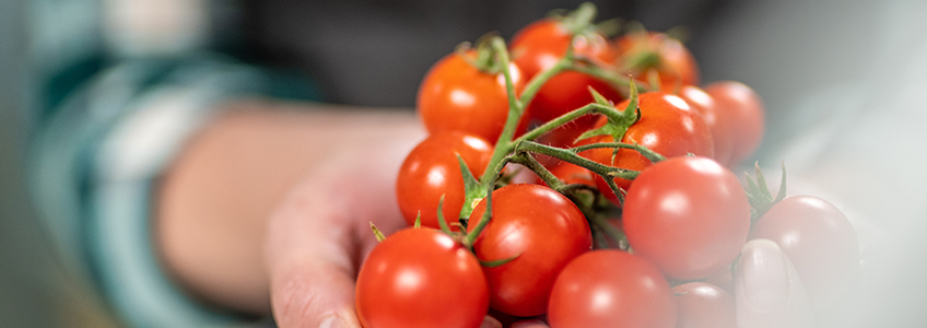 O diretor da FUNIBER Itália aborda a prevenção de infecções fúngicas em tomates cereja