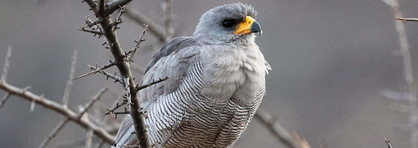 O diretor da FUNIBER Guatemala participa de um estudo para classificar espécies de aves