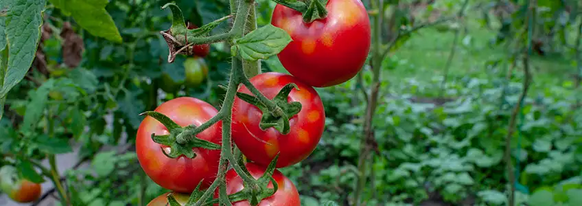 A FUNIBER divulga estudo internacional sobre inteligência artificial para detectar doenças em folhas de tomate